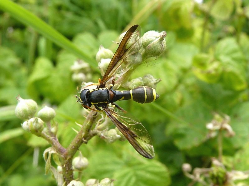 The Phantom of the Diptera